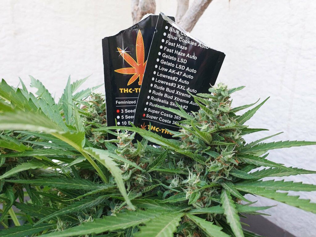 kompleksowa dokumentacja autorskiej genetyki od thc-thc